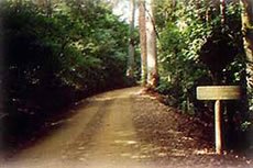 Rainforest Road