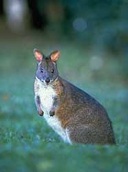 Pademelon