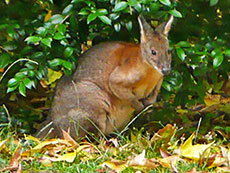 Pademelon