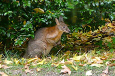 Pademelon