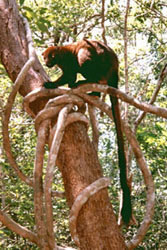 Bennetts Tree Kangaroo