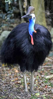 Cassowary