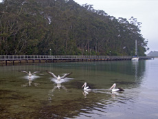 Pelicans