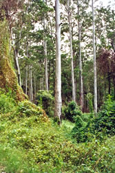 eucalypt forest