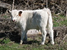 Calf