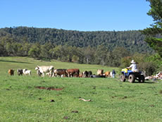 Scenic Working Farm