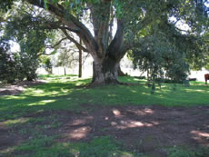 100-year-old Oak