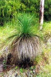 grasstree