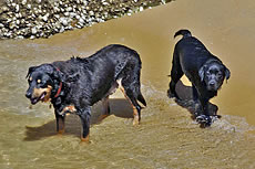 Dogs Swimming