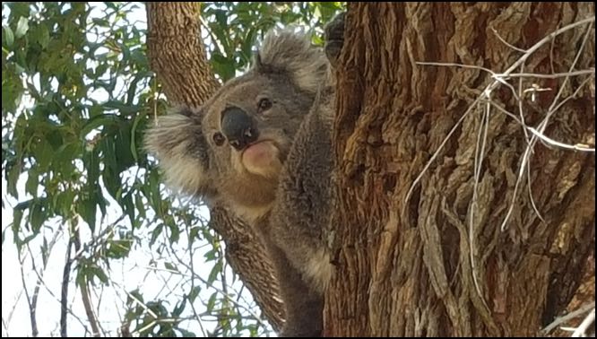 Wombat