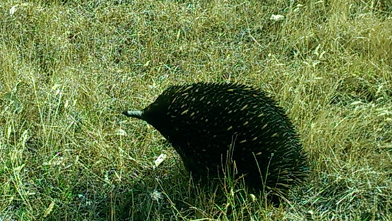 Echidna