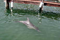 Dolphin