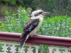 Kookaburra