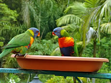 Rainbow Lorikeets