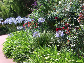 Driveway Agapanthus