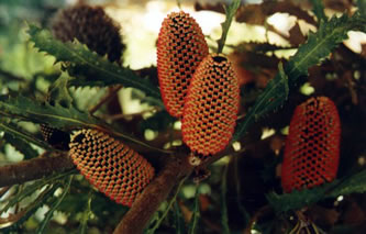 Banksia