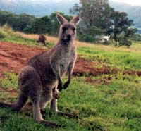 Kangaroo