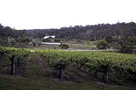 Vineyard