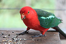 King Parrot