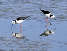 Pied Stilts