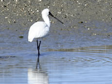 Royal Spoonbill