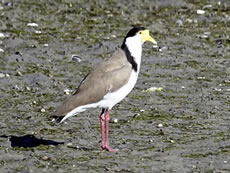 Spurwing Plover