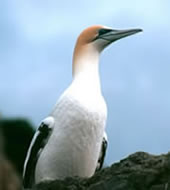 Australasian Gannet