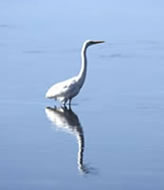 White Heron