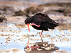 Varied Oystercatcher