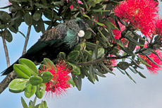 Tui