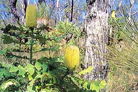 Bull Banksia