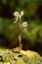 Ruddy Hood Orchid